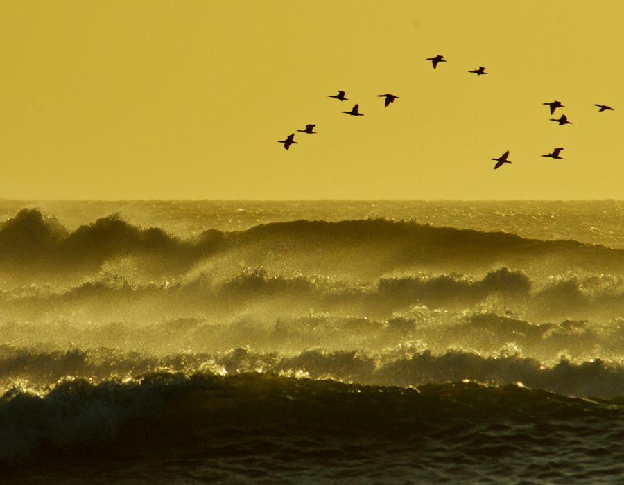 Coastal waves, Paul van Schalkwyk. Coastal waves, Paul van Schalkwyk.