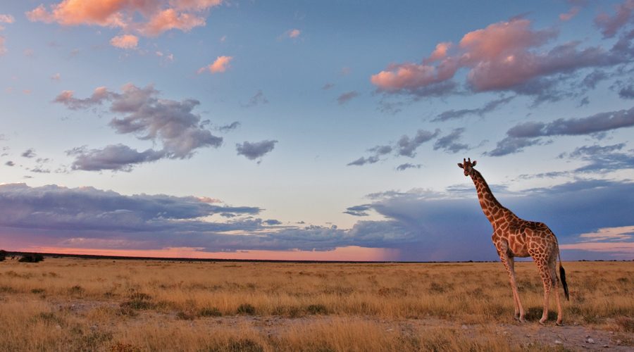 Conservation---Toon---Giraffe-in-Etosha Giraffe in Etosha, Toon.