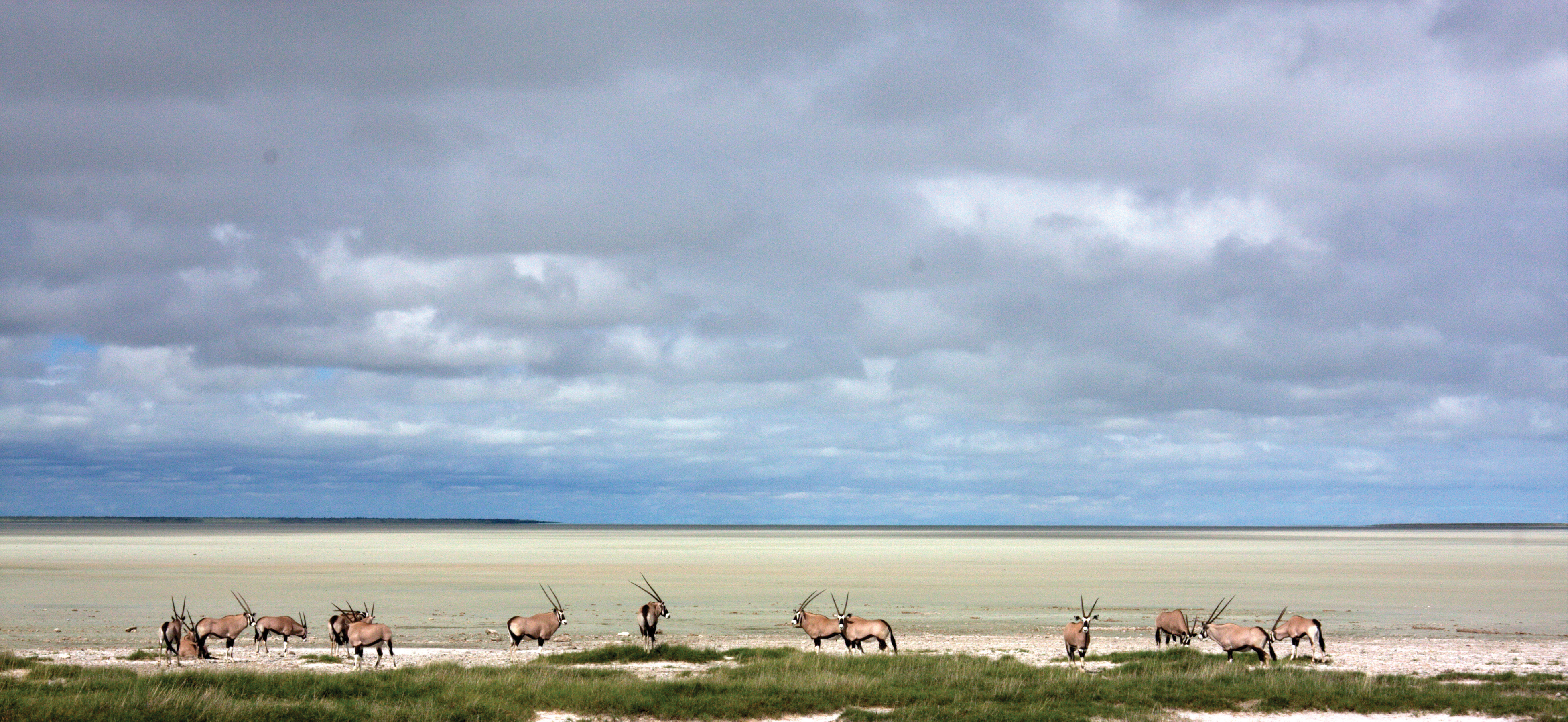 Mokuti Etosha Lodge - Oryx at Etosha Pan