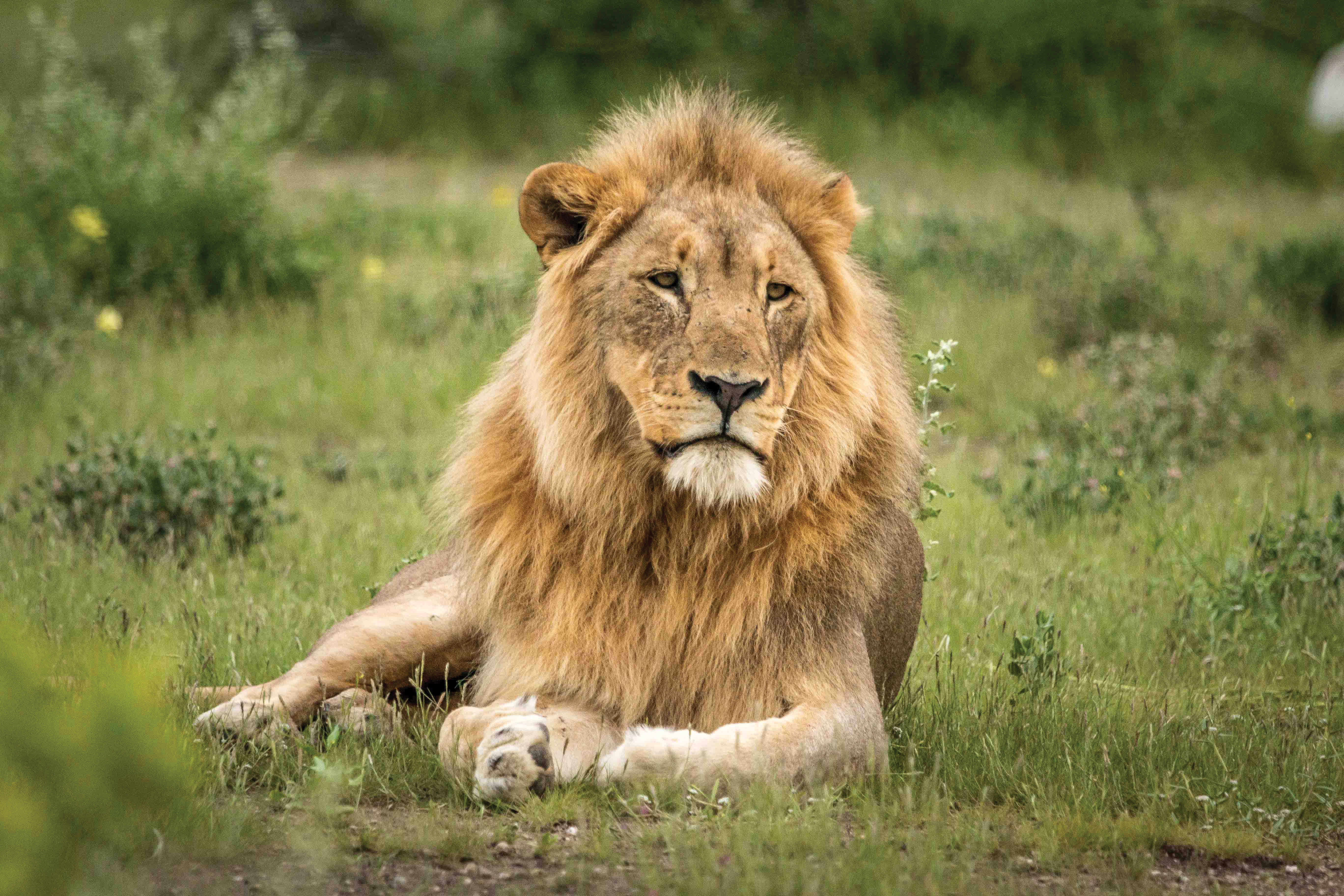 TB Lion Namutoni ENP
