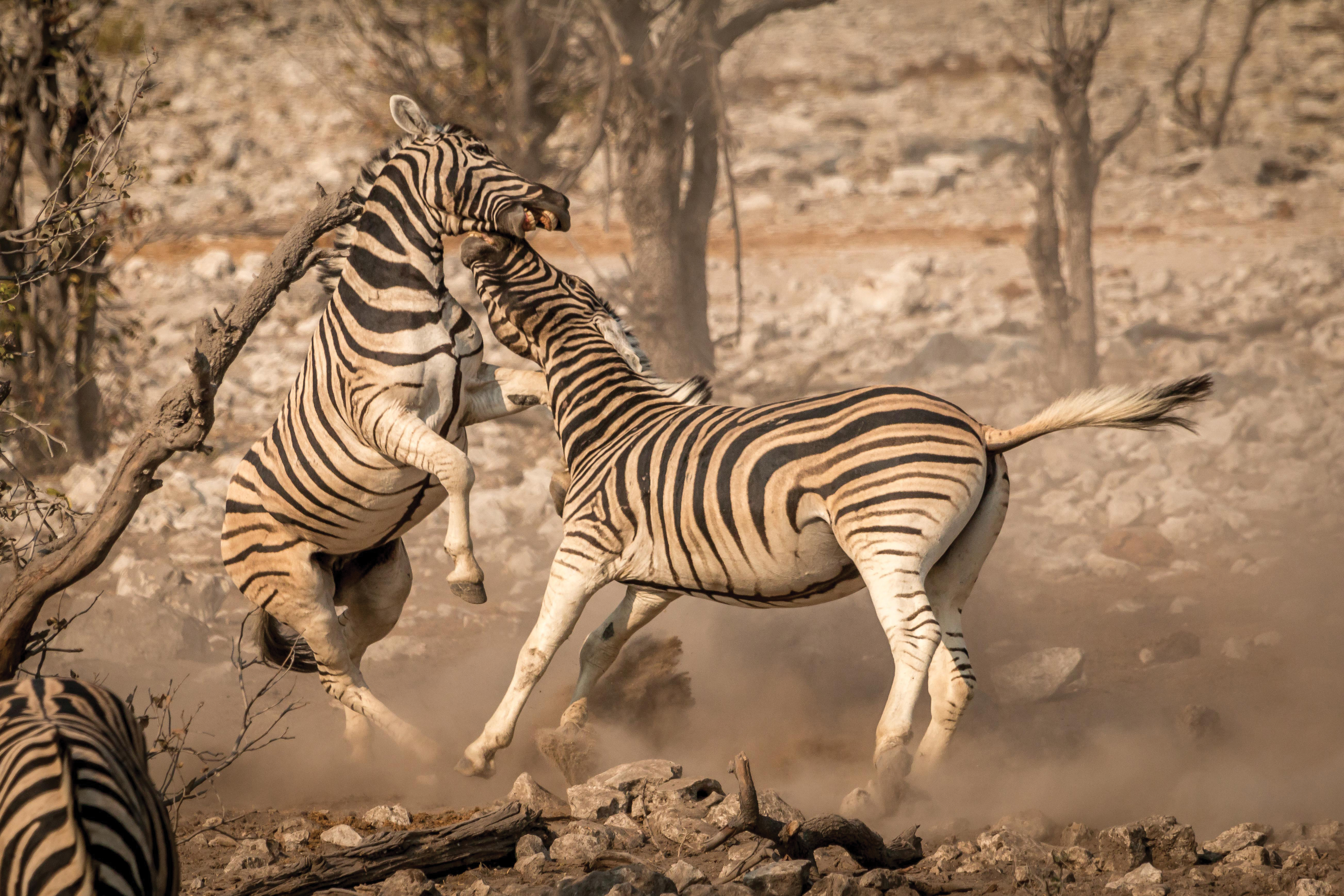 TB Plains Zebra Kalkheuwel ENP