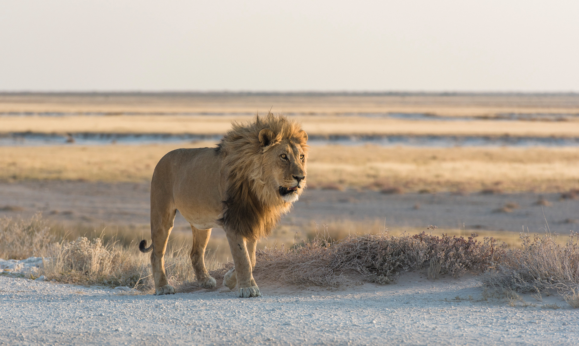 Etosha lion Anja Denker