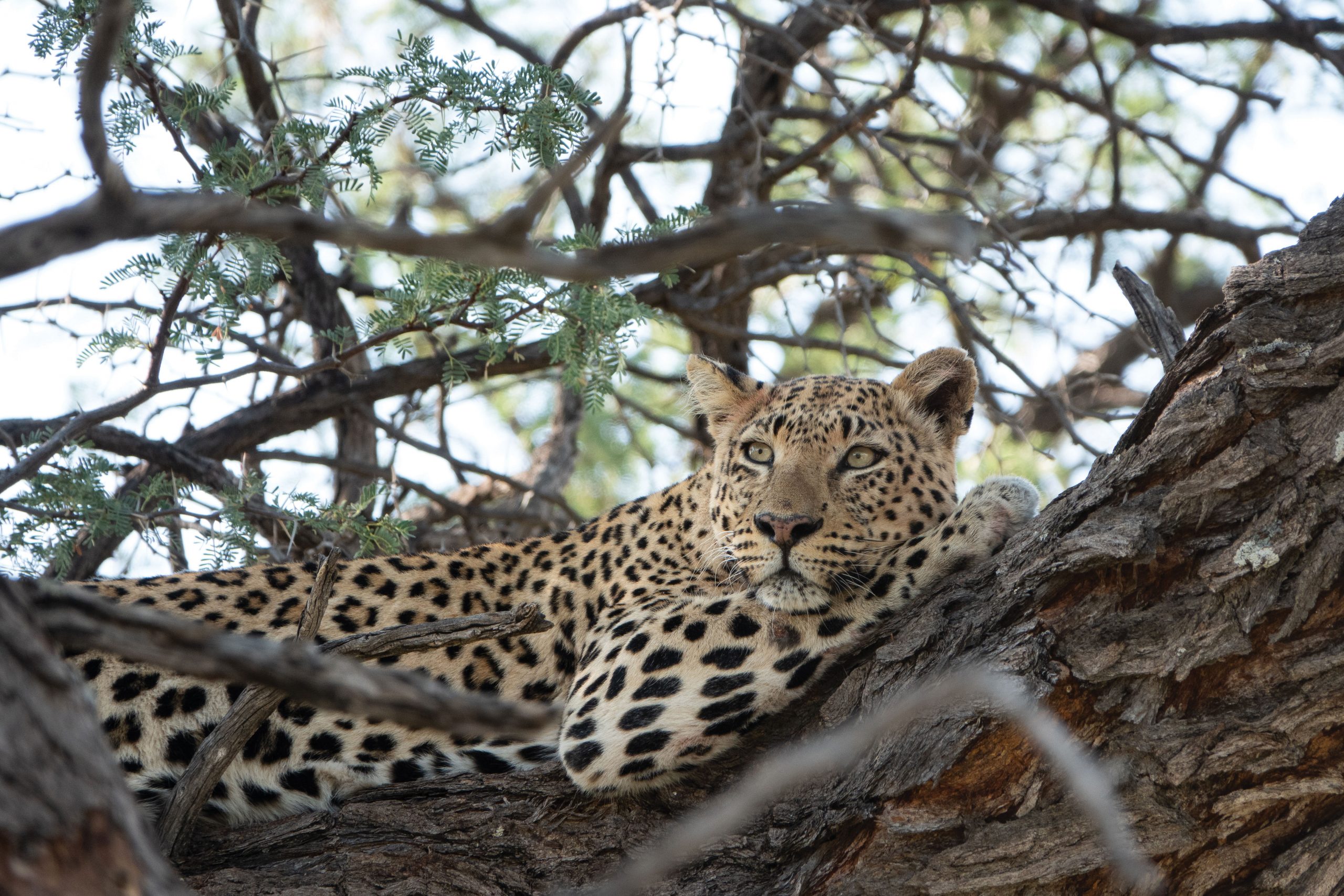 leopard okonjima