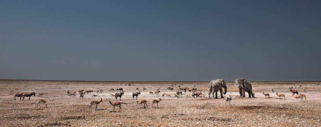 Etosha waterhole