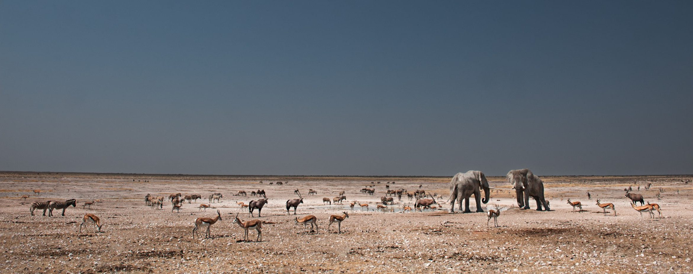 Etosha waterhole