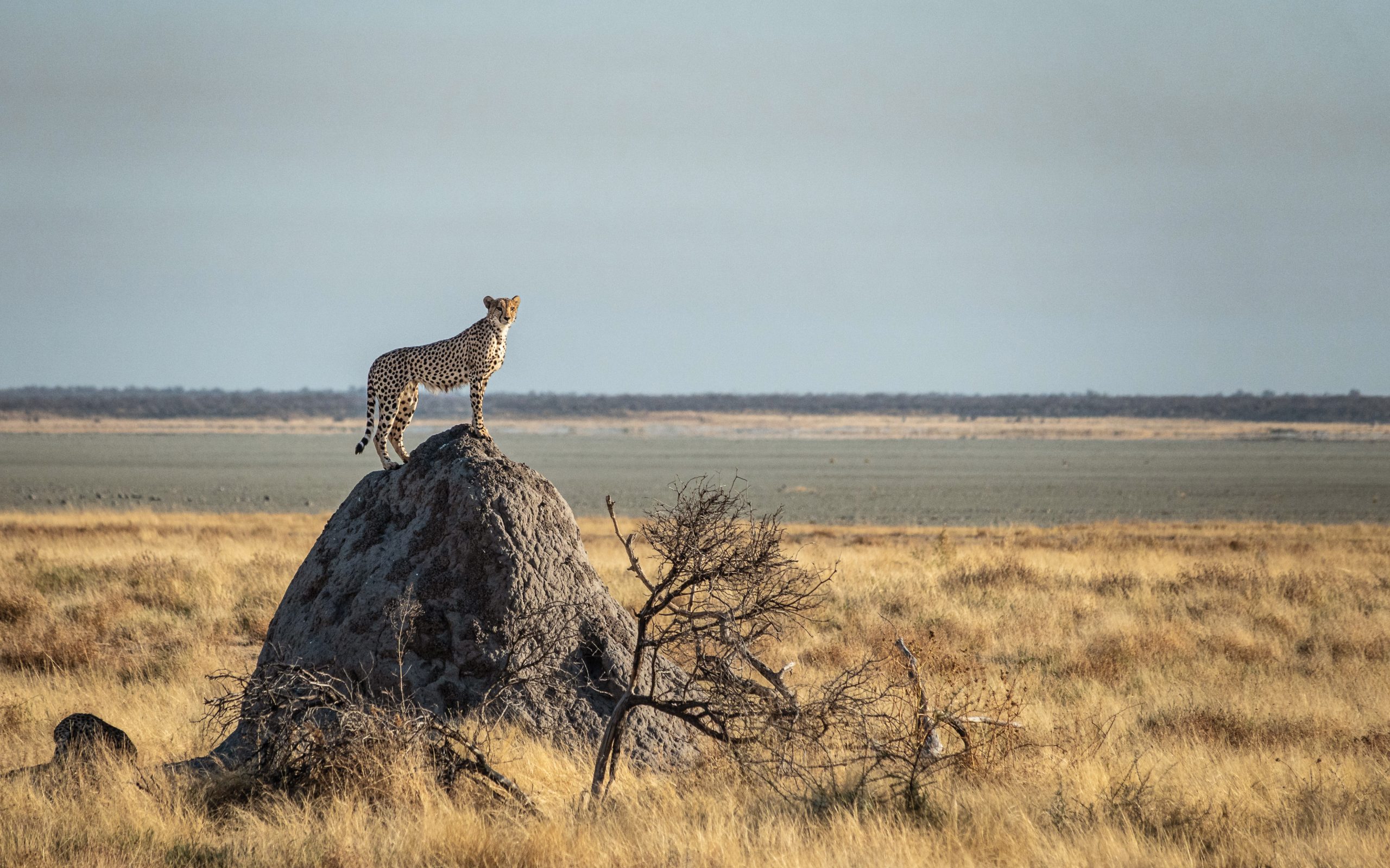 cheetah Etosha