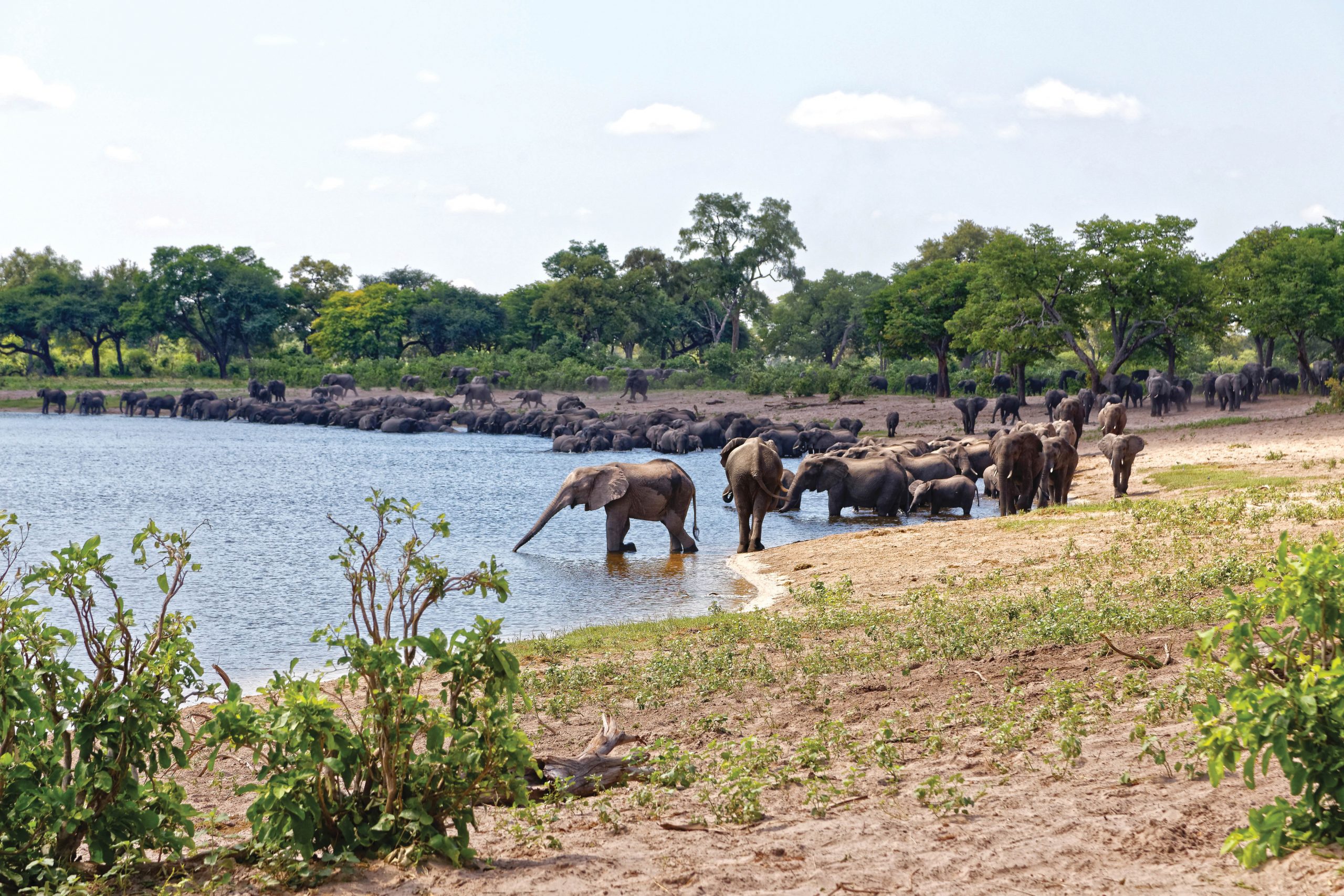 elephants horseshoe bend Bwabwata